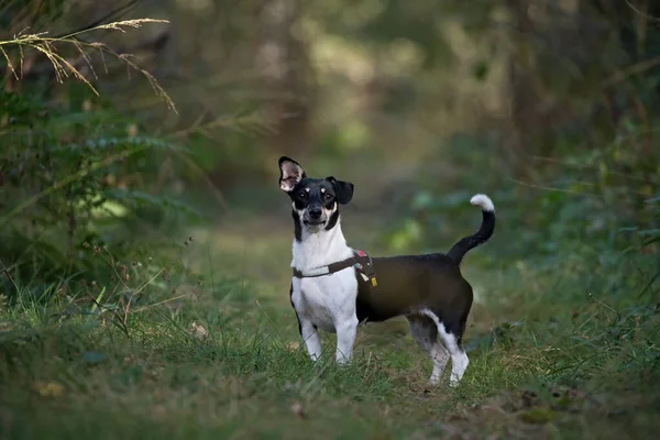 Kleiner Lustiger Hund Wald Mischling — Stockfoto