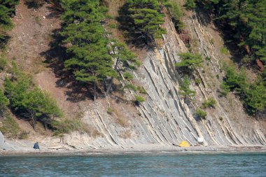 Dik, kayalık deniz kıyısı yamaçta büyüyen ağaçlar. Bir görüntüden