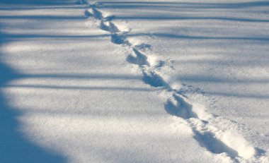 Gevşek karda çapraz hayvan ayak izleri