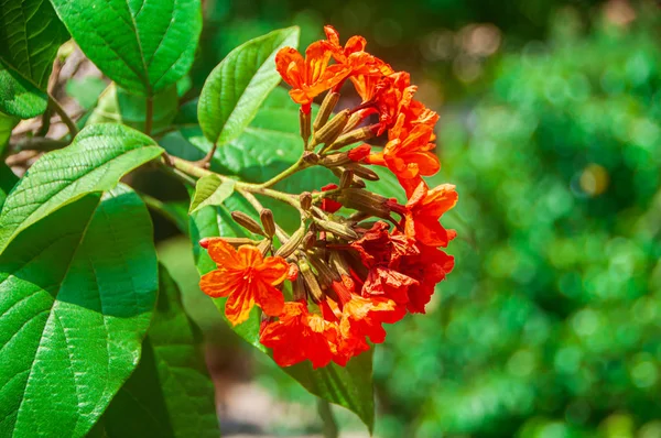 Red flower blossom with natural blur green background — Stock Photo, Image