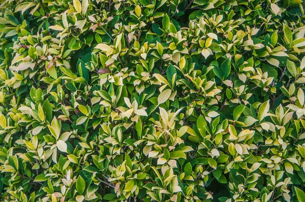 Fondo de textura de pared de hojas verdes naturales —  Fotos de Stock