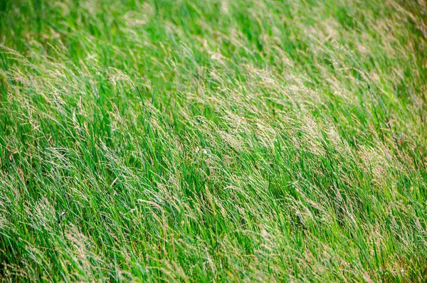 Campo de hierba o fondo del prado — Foto de Stock