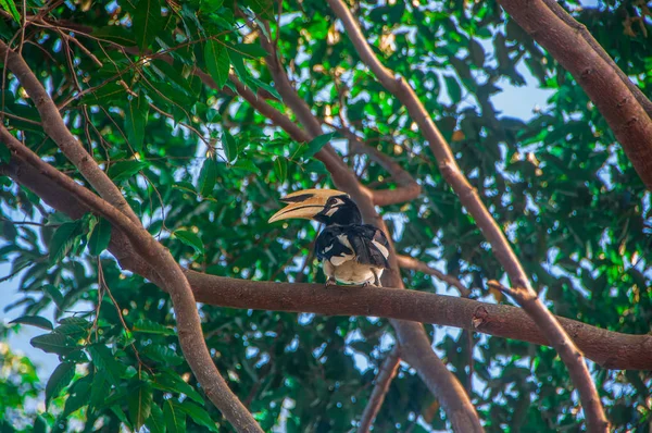 Grote neushoornvogel op boom in Khao Yai National Park.Thailand — Stockfoto