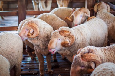 Ahırda boynuzları olan tüylü koç portresi