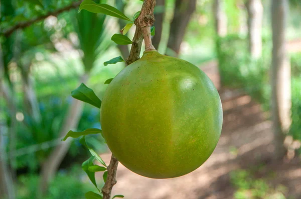 Nærbillede af frisk grøn kalabas frugt baggrund - Stock-foto