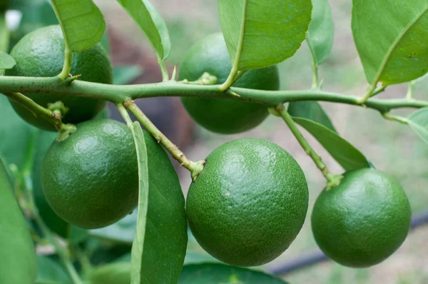 Yeşil limes limon kireç ağacı dalı üzerinde asılı