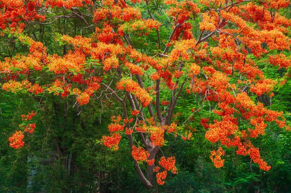 Beautiful flowering flame tree — Stock Photo, Image