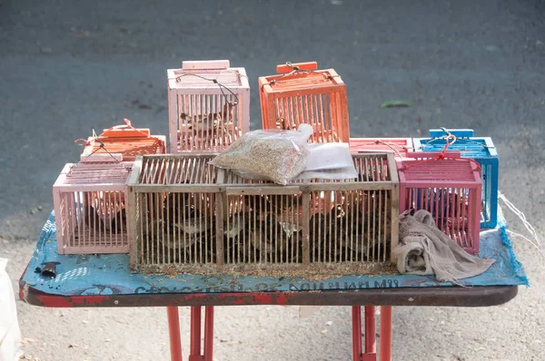 Biedne ptaki w klatkach przeznaczone do sprzedaży, które mają zostać uwolnione — Zdjęcie stockowe