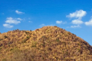 Güzel turuncu ve kahverengi sonbahar ormanı, tepede bir sürü ağaç.