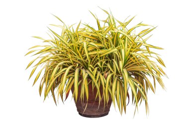 Phormium, Phormium tenax Variegatum veya Yeni Zelanda keten çalısı