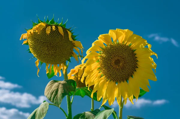 Gros plan de tournesols sur un ciel bleu — Photo