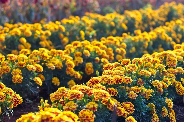 Marigold francês florescendo no jardim, Tagetes Patula, amarelo alaranjado — Fotografia de Stock