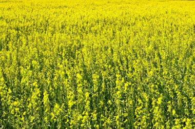 Kenevir tarlası, Hint keneviri veya Crotalaria juncea. Yerleştirilmiş