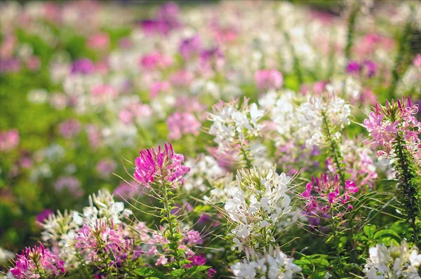 Fiore di ragno (Cleome hassleriana) fioritura in giardino, selezionare — Foto Stock