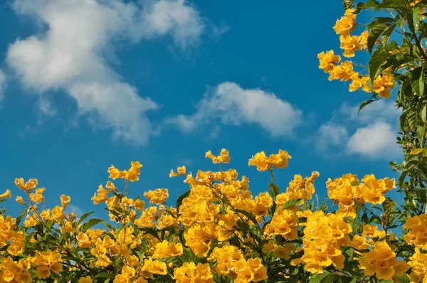 Naturskönt blommande gul fläder, gul klocka, trumpet vinstockar — Stockfoto