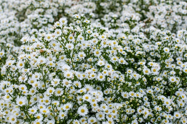 Flor de margarita blanca floreciendo en jardín floral . — Foto de Stock