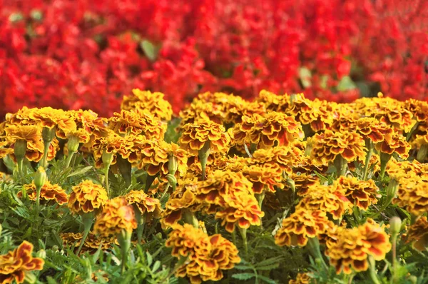 Kvetoucí francouzská Marigold v zahradě, Tagetes Patula, oranžové yello — Stock fotografie