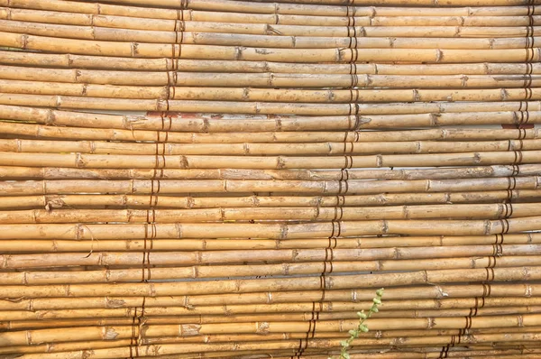 Parede de bambu ou cerca de bambu textura fundo — Fotografia de Stock