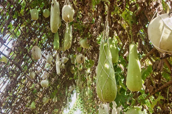 Калабас тыква или бутылка тыквы висит на дереве виноградной лозы (L — стоковое фото
