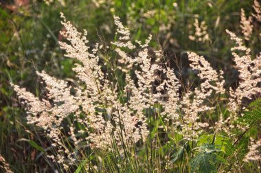 Tüy pennisetum veya Misyon çim çiçek.