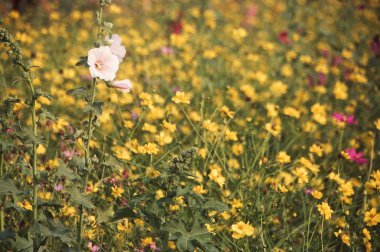 Hollyhock flower (Althaea rosea or Alcea rosea) with blured cosm