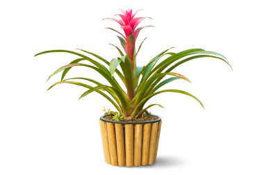 Beautiful Red Bromeliad in bamboo pot isolated on white backgrou
