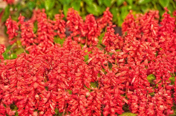 Red flowers Salvia splendens (Salvia sage, Salvia nemorosa) bloo — Stock Photo, Image