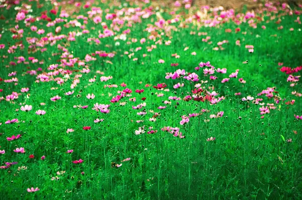 Bellissimi fiori cosmo fioritura in giardino, messa a fuoco selettiva . — Foto Stock