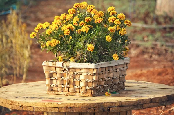 Calendula francese in fiore nel cestino, Tagete Patula, yello arancione — Foto Stock