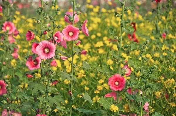 Kwiat jesiotra (Althaea rosea lub Alcea rosea) z niebieskim cosm — Zdjęcie stockowe