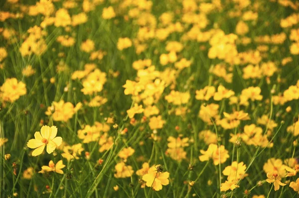 Sárga Cosmos virágok virágzó a kertben. — Stock Fotó