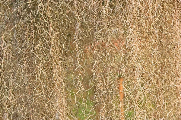 Spanish moss (Tillandsia usneoides) form as natural curtain.