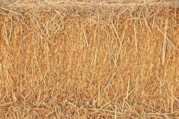 Straw surface, Reeds texture.  Thatch pack canvas, Straw pack te