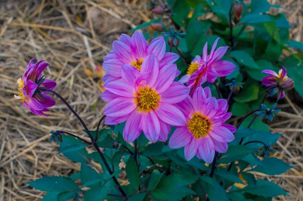 Mooie Bloeiende Paarse Bloemen Bloeien Tuin — Stockfoto