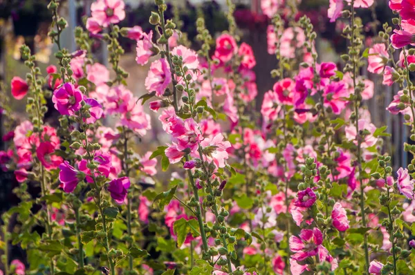 Piękne Kwitnące Hollyhock Lub Alcea Kwiaty Ogrodzie — Zdjęcie stockowe