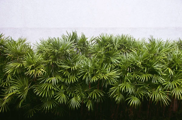 Hojas Palma Verde Natural Con Fondo Pared Cemento Livistona Rotundifolia —  Fotos de Stock