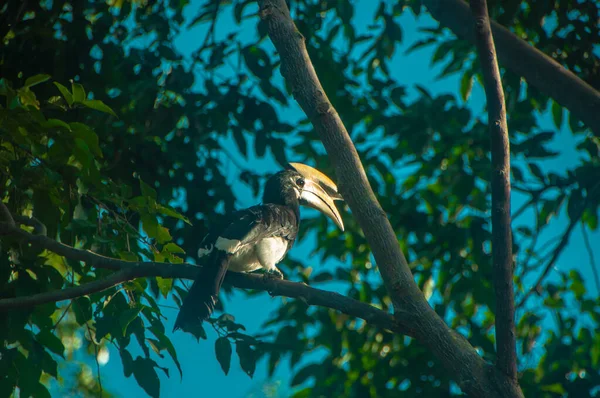 一只年轻的大角嘴正坐在树枝上 在深蓝色的天空中寻找食物 — 图库照片