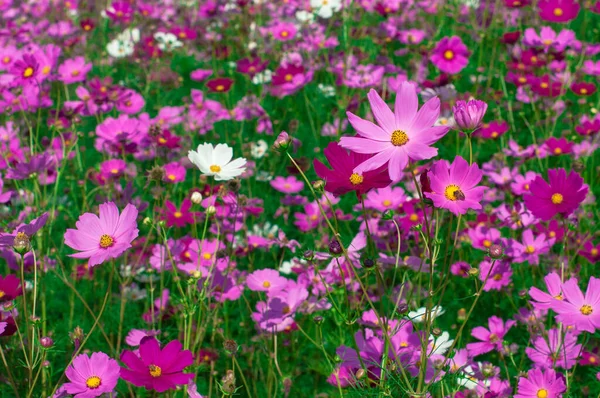 Uitzicht Prachtige Natuur Kosmos Bloemen Bloeien Tuin — Stockfoto