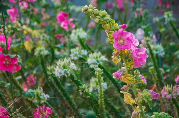 Hollyhock Цветы Цветут Парке Alcea Rosea Общий Hollyhock Является Декоративным — стоковое фото