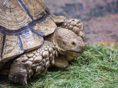 Galapagos dev kaplumbağası Chelonoidis Nigra 'nın yakından çekilmiş portresi. Kocaman pençeleri merakla bakıyor ve ot yiyor..