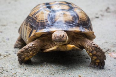 Galapagos dev kaplumbağası Chelonoidis Nigra 'nın yakın plan portresi. Güçlü pençeleri, parlak sarı zırhı ve kırışık boynu merakla bakıyor.
