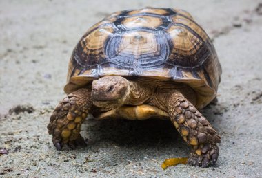 Galapagos dev kaplumbağası Chelonoidis Nigra 'nın yakın plan portresi. Güçlü pençeleri, parlak sarı zırhı ve kırışık boynu merakla bakıyor.