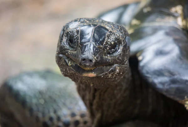 Ritratto ravvicinato della tartaruga gigante delle Galapagos, Chelonoidis nigra, con gli occhi neri brillanti che guardano curiosamente. Focus selettivo sul naso — Foto Stock