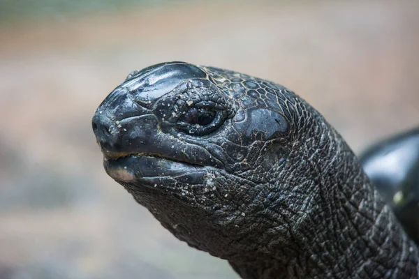 Ritratto ravvicinato della tartaruga gigante delle Galapagos, Chelonoidis nigra, con gli occhi neri brillanti che guardano curiosamente — Foto Stock