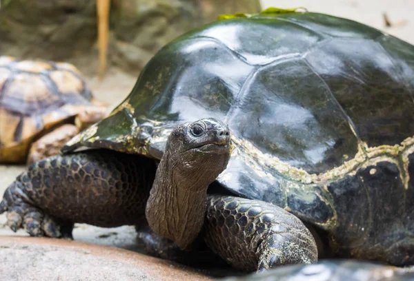 Closeup portrait of Galapagos giant tortoise ,Chelonoidis nigra, with powerful paws, bright black armour and wrinkled neck