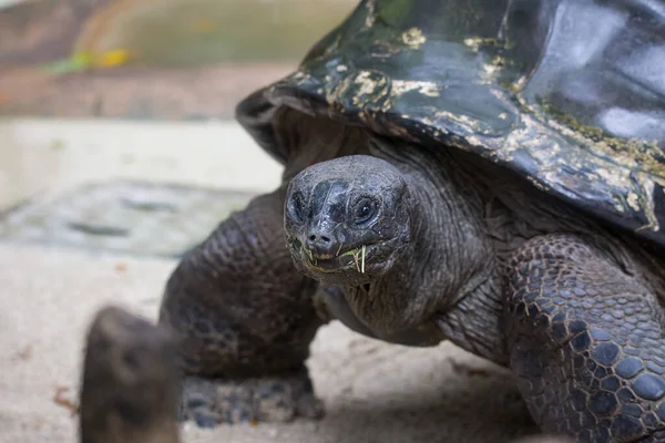 Closeup portrait of Galapagos giant tortoise ,Chelonoidis nigra, with powerful paws, bright black armour and wrinkled neck