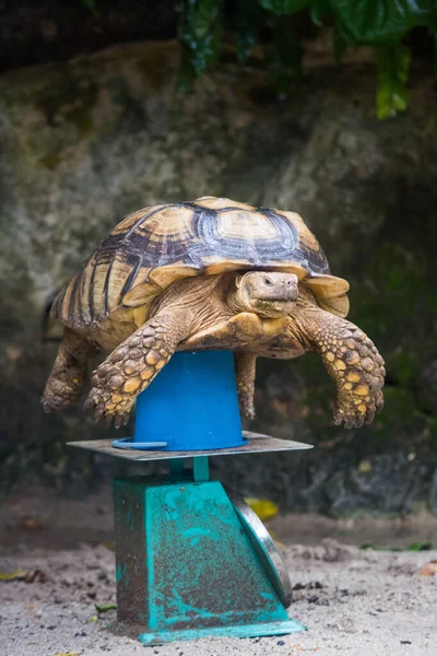 Galapagos giant tortoise ,Chelonoidis nigra, with powerful paws, bright yellow armour and wrinkled neck weighed to control growth in the zoo