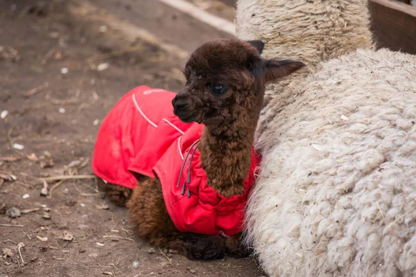 Close up foto de um adorável bonito marrom encaracolado bebê fofo alpaca em casaco vermelho com grandes olhos pretos inteligentes e sua grande mãe branca. Pequeno bezerro de alpaca, Vicugna pacos . — Fotografia de Stock