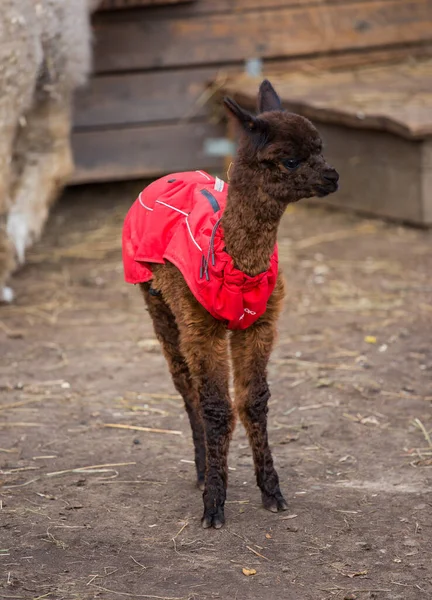 Close up foto de um adorável bonito marrom encaracolado bebê fofo alpaca em casaco vermelho com grandes olhos pretos inteligentes. Pequeno bezerro de alpaca, Vicugna pacos . — Fotografia de Stock