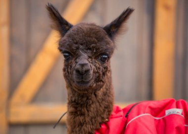 Şirin, kahverengi, kıvırcık, kırmızı ceketli, büyük siyah, akıllı gözlü bebek alpaka 'nın yakın plan fotoğrafını çek. Küçük alpaka, Vicugna paketleri.
